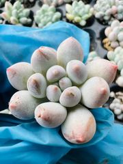 か*ん様 H725　バンシー　16株　抜き苗　多肉植物 エケベリア 韓国苗 16株の抜き苗セット】バンシー 多肉植物 佐川急便発送 エケベリア 韓国