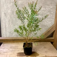 2025年最新】メラレウカ レッドジェムの人気アイテム - メルカリ