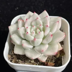 2025年最新】抜き苗でのお届けですの人気アイテム - メルカリ