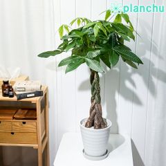 大型 パキラ 編み込み仕立て 8号 陶器鉢 植え込み発送 - メルカリ