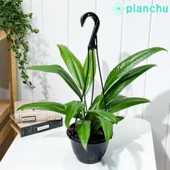 2025年最新】レアアンスリウムの人気アイテム - メルカリ