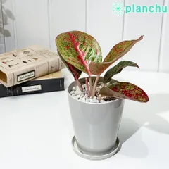 2025年最新】アグラオネマの人気アイテム - メルカリ