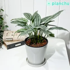 2025年最新】Schismatoglottisの人気アイテム - メルカリ