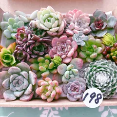 2025年最新】多肉 カット苗セットの人気アイテム - メルカリ