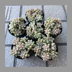すぐにピンクプリティ丼出来ます💕多肉植物 ピンクプリティ 4ポット
