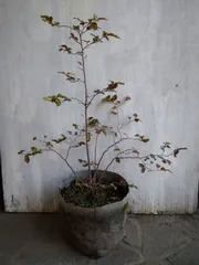 2025年最新】もみじの木の人気アイテム - メルカリ 