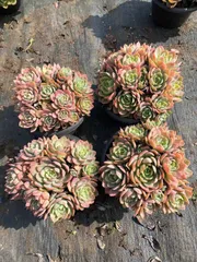 6株×シルクベール 多肉植物 エケベリア セダム アエオニウム グラプトペタルム 韓国苗 寄せ植え WBLHF2716