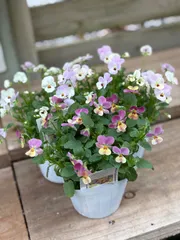 Luna♡Sol♡Juno様　専用