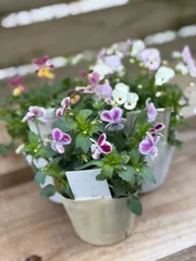 りんりん様専用　ビオレッタおまとめセット