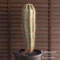 パキケレウス 武倫柱 強刺 大型 ドライガーデン 弁慶柱 柱サボテン メルカリ便 2026年最新】パキケレウスの人気アイテム - メルカリ