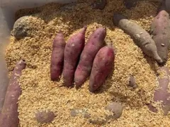 【農家直送】さつまいも 紅はるか Ｓサイズ【500g入り】