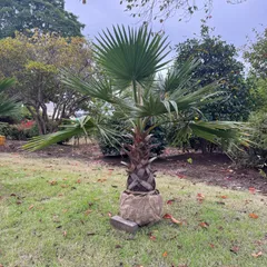 ❶ワシントンヤシ★引取限定★幹高1m50 2025年最新】Yahoo!オークション -ワシントンヤシの中古品・新品・未