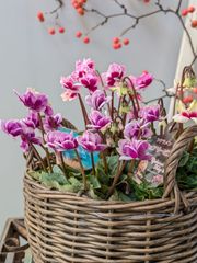 アガベ シャウィスト（シャウィー×イシスメンシス） 大株 Agave ShawIst アガベ シャウィー×イシスメンシス - メルカリ