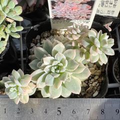 斑入り小型キリンソウ❣️札付き❗️多肉植物 抜き苗 - メルカリ