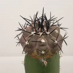 存在感抜群❗️コピアポア　逆鱗丸　ビンテージ　株　　(黒王丸　、 黒王丸、孤竜丸、逆鱗玉、コピアポア9態。顔かたち様々ですが、特徴は