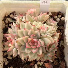 2025年最新】女雛錦の人気アイテム - メルカリ