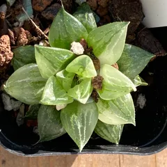 【新入荷｜送料込】ハオルチア　韓国苗　氷砂糖錦（オールドフォーム）　多肉植物　ポコ多肉 p_3114