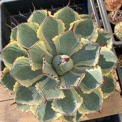 新入荷】エケべリア 韓国苗 リラシナxサラヒメ群生 多肉植物｜ポコ多肉