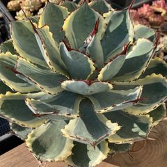 新入荷｜送料込】エケべリア 韓国苗 ピアレス x サラヒメ｜チャン