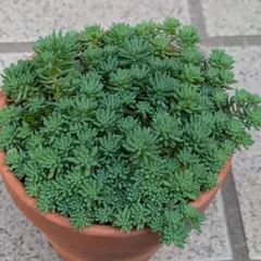 多肉植物　抜き苗　パリダム　１０センチ鉢