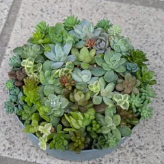 マロニエラポ　カット苗 Amazon.co.jp: アジュガ苗 28個 3号ポット 品種ミックス 市場直送