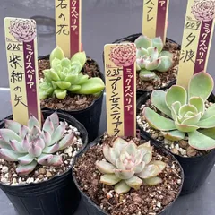 多肉植物ミックスベリア♡紫紺の矢、石の花、ベリースフレ、夕波、プリンセスティアラ❤︎抜き苗(根付き)