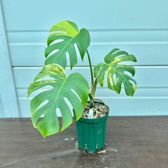 61 モンステラ デリシオーサ イエロームーン 花宇宙クンゾウ社長命名