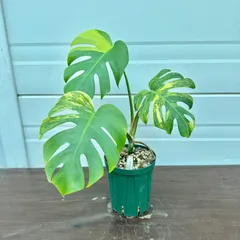 2025年最新】モンステラ オーレアの人気アイテム - メルカリ