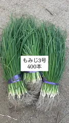 2025年最新】玉ねぎ苗 50本の人気アイテム - メルカリ