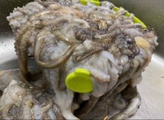 冷凍釣り餌】新鮮!! シガヤーダコ 1kg - メルカリ
