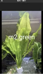 【S，Mサイズ】エキノドルス ラッフルソード １リング