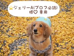 犬服 メッシュタンクトップ ボーダー×オレンジ柄 DS - メルカリ