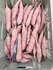 さつまいも 訳あり【細芋】紅はるか5kg 土付き さいたま市産 芋屋煉志朗