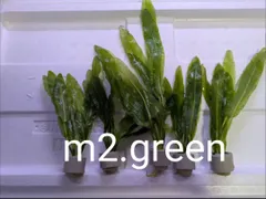 【Sサイズ】　エキノドルス　ラッフルソード　3リング