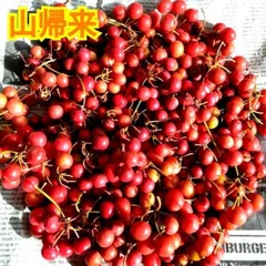 2025年最新】サンキライ 実の人気アイテム - メルカリ