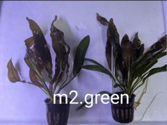 エキノドルス ホレマニー オレンジ - メルカリ