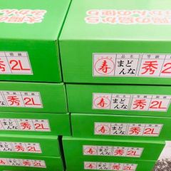 限定品特々大☆特に上質な北海道前浜産浜松前するめ10枚で約750g国内産