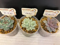 2025年最新】ファームパルクの人気アイテム - メルカリ