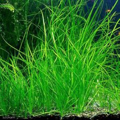 ブリクサショートリーフ 3株 水中葉 無農薬 無害虫 - メルカリ