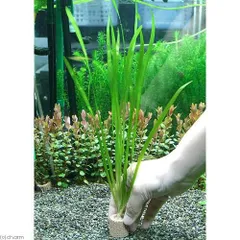（ネコポス）ライフマルチ（茶）バリスネリア　スピラリス（無農薬）（２個）（４０５３６４）のサムネイル