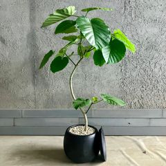 大型 幹太 根上がり モンステラ デリシオーサ 9号 テラコッタ鉢植え