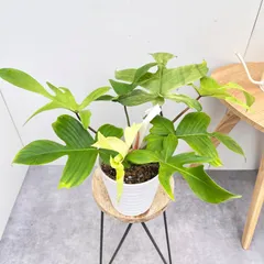 2025年最新】レアフィロデンドロンの人気アイテム - メルカリ