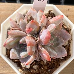 新入荷】エケべリア 韓国苗 リラシナxサラヒメ群生 多肉植物｜ポコ多肉