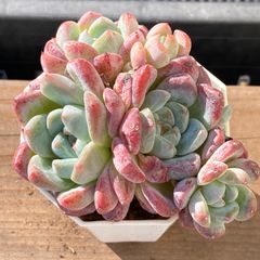 新入荷｜送料込】エケべリア 韓国苗 ピアレス x サラヒメ｜チャン