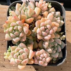 新入荷】エケべリア 韓国苗 リラシナxサラヒメ群生 多肉植物｜ポコ多肉