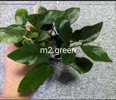 2026年最新】アヌビアスナナ 斑入りの人気アイテム - メルカリ