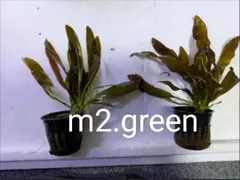 2025年最新】エキノドルスの人気アイテム - メルカリ