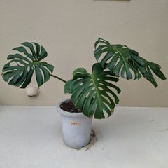 12／18以降順次発送】多頭株 ザミア フルフラセア｜メキシコソテツ