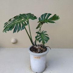 現品】モンステラ・デリシオサ・バリエガタ・イエローモンスター 8号