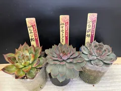 【ちょいでかシリーズ】ミックスベリア　おらいさん苗　3点セット　札なし